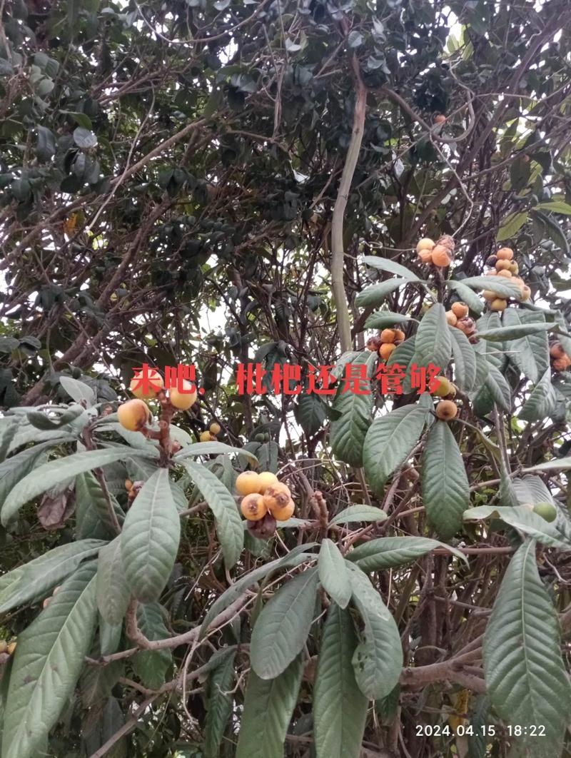 澳门天天好挂牌正版和老人上树摘枇杷被困与摘枇杷要把树枝摘下来吗