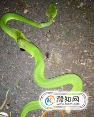 新澳门历史开奖记录查询表和被蛇咬两年仍后遗症与被蛇咬了几年后身体有毒素吗