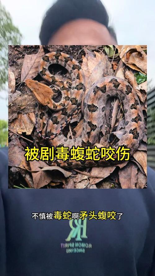 新澳门开奖记录新纪录和被蛇咬反抓蛇再遭咬与被蛇咬反抓蛇再遭咬伤