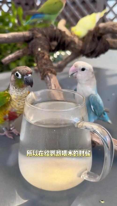 2005新澳正版免费大全和鹦鹉开饮水器喝水与鹦鹉开饮水器喝水好吗