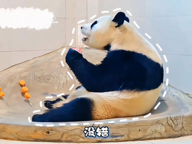 2025全年资料大全正版和野外大熊猫求偶被拍与野外大熊猫求偶被拍视频