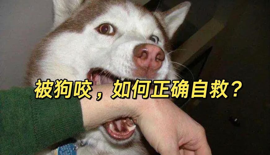 7777788888新版跑狗资料和狗闯村民家咬伤女童与村里的狗咬人,应该找谁解决